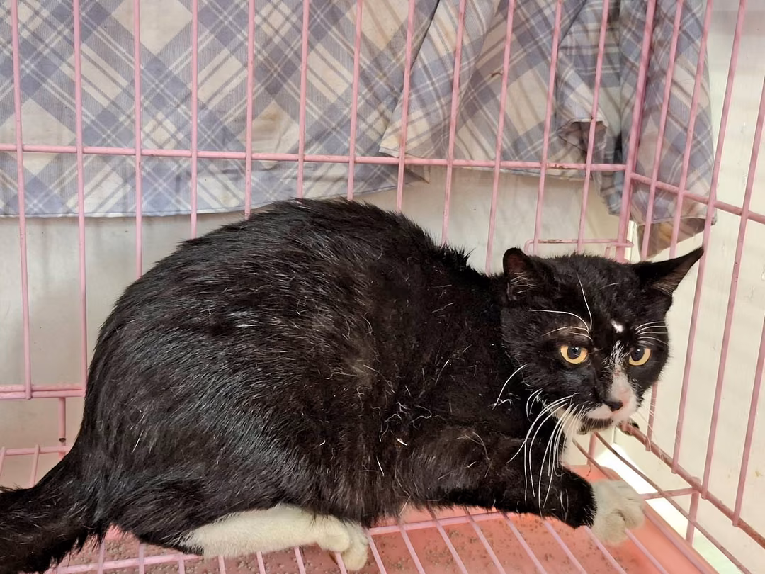 The cat, from the shelter's listing