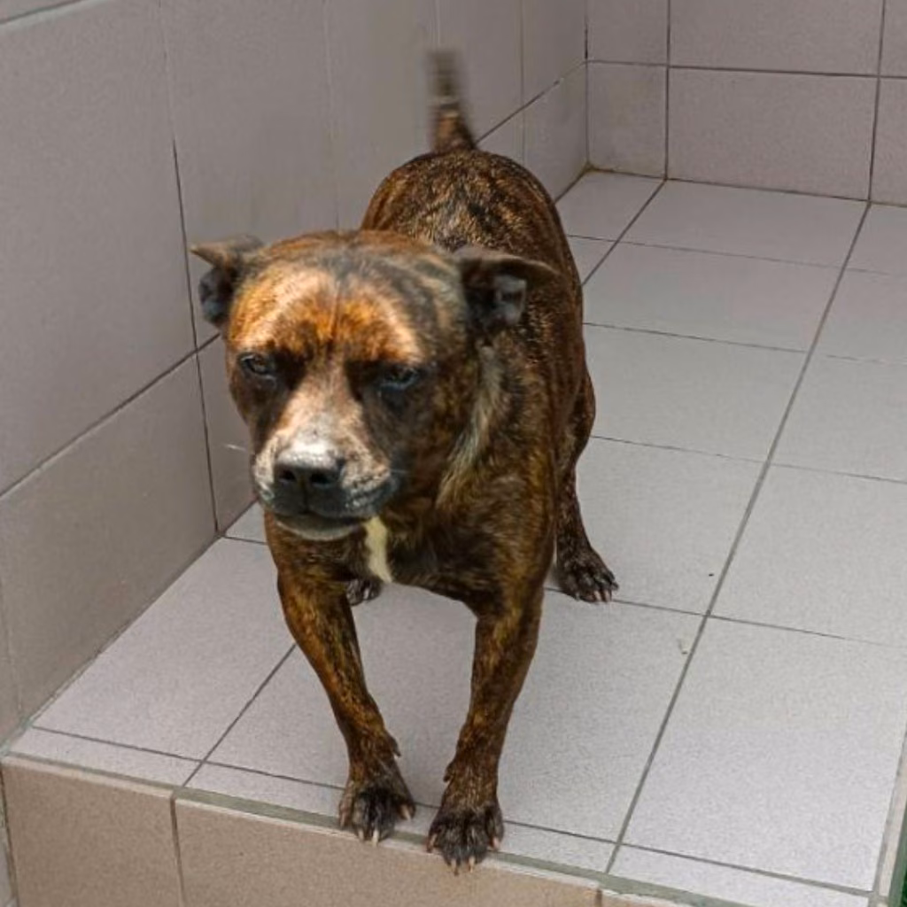 The dog, from the shelter's listing