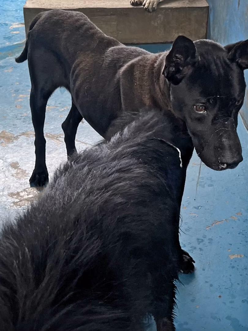 The dog, from the shelter's listing