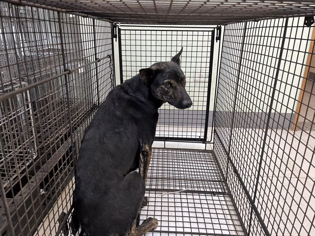 The dog, from the shelter's listing