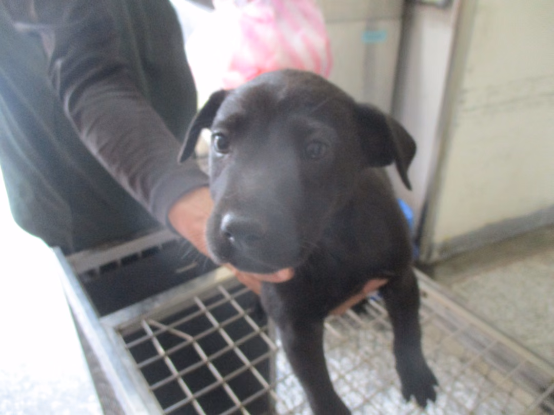 The dog, from the shelter's listing