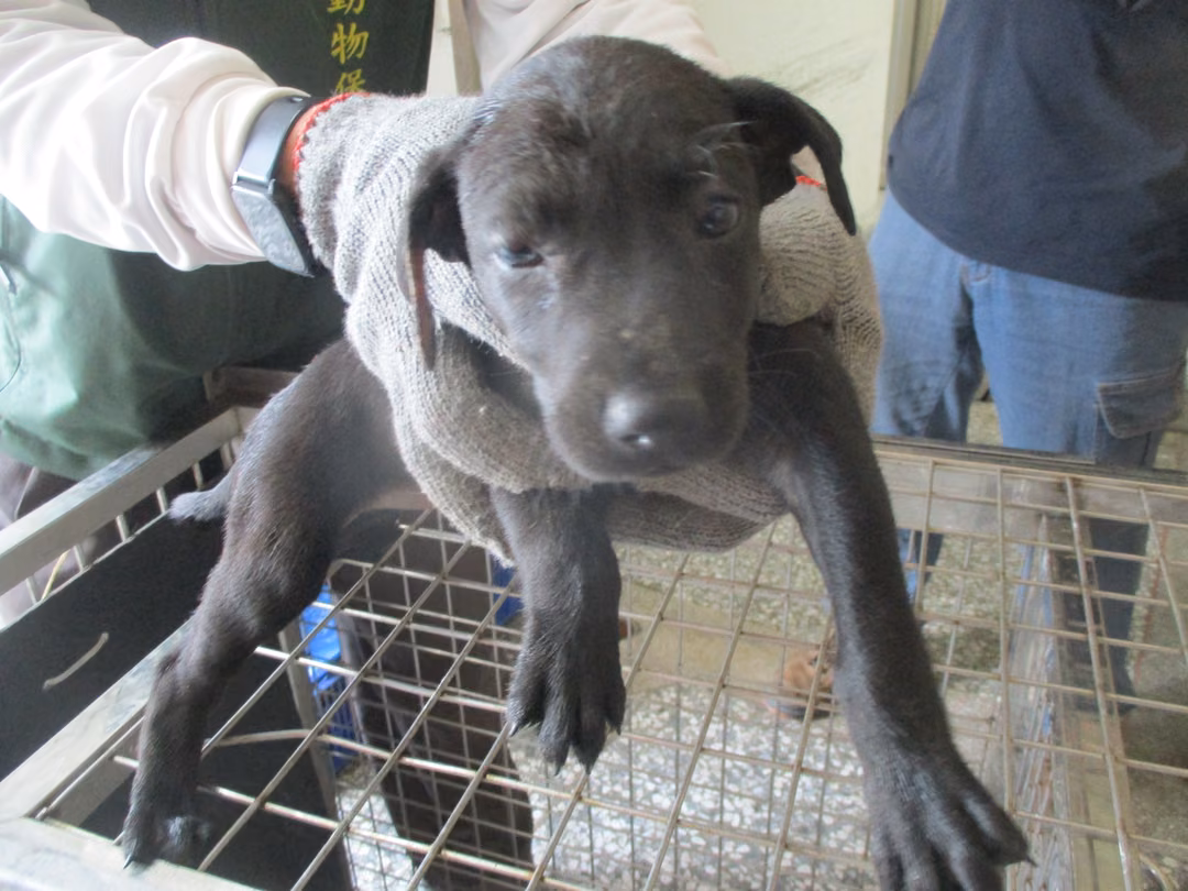 The dog, from the shelter's listing