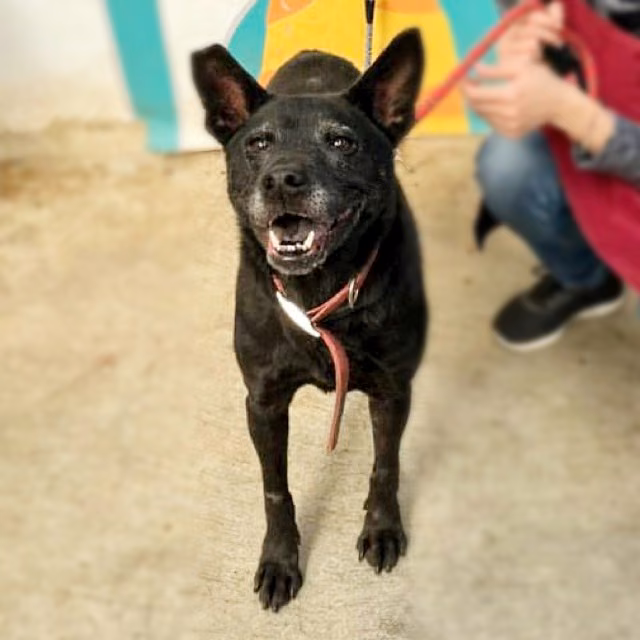 The dog, from the shelter's listing