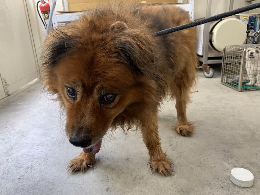 The dog, from the shelter's listing