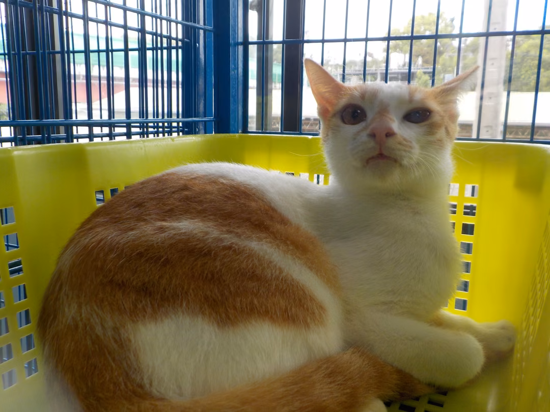 The cat, from the shelter's listing