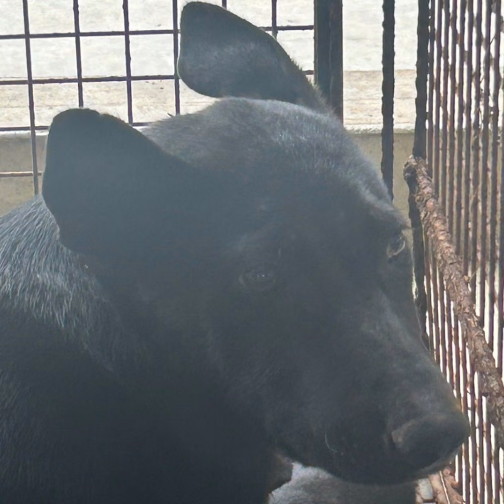 The dog, from the shelter's listing