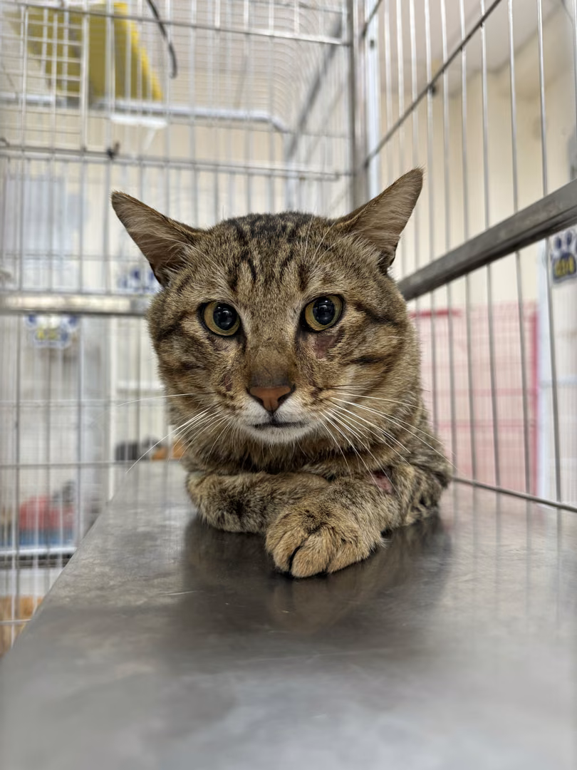 The cat, from the shelter's listing