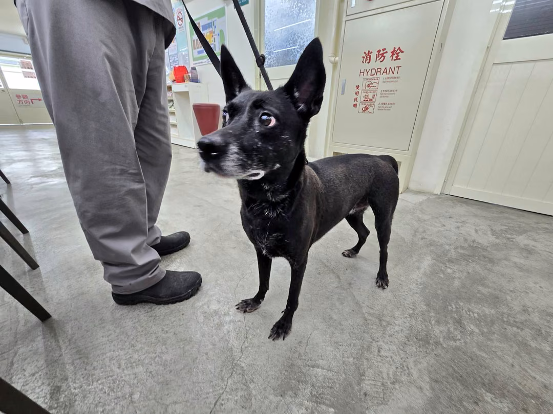 The dog, from the shelter's listing