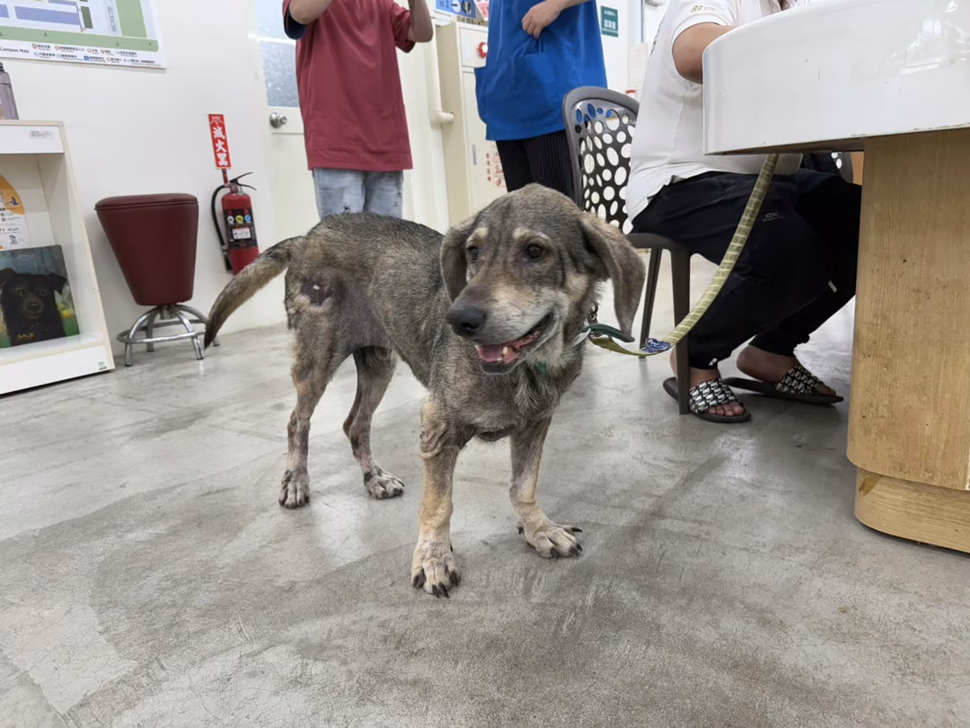 The dog, from the shelter's listing