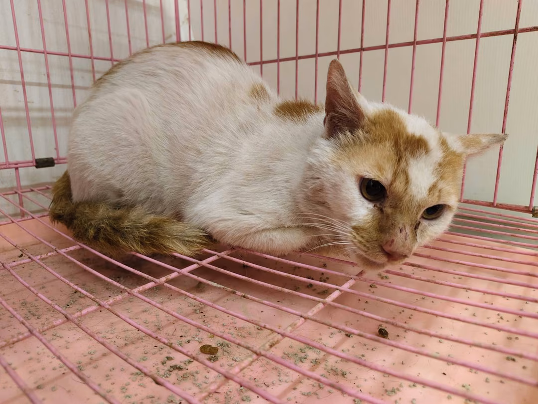 The cat, from the shelter's listing