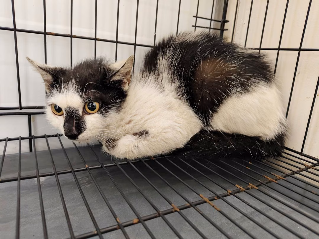 The cat, from the shelter's listing