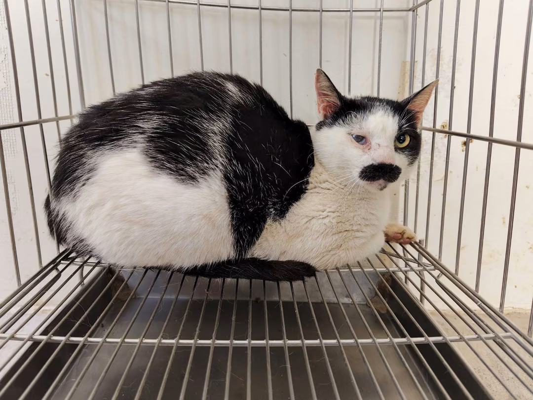 The cat, from the shelter's listing