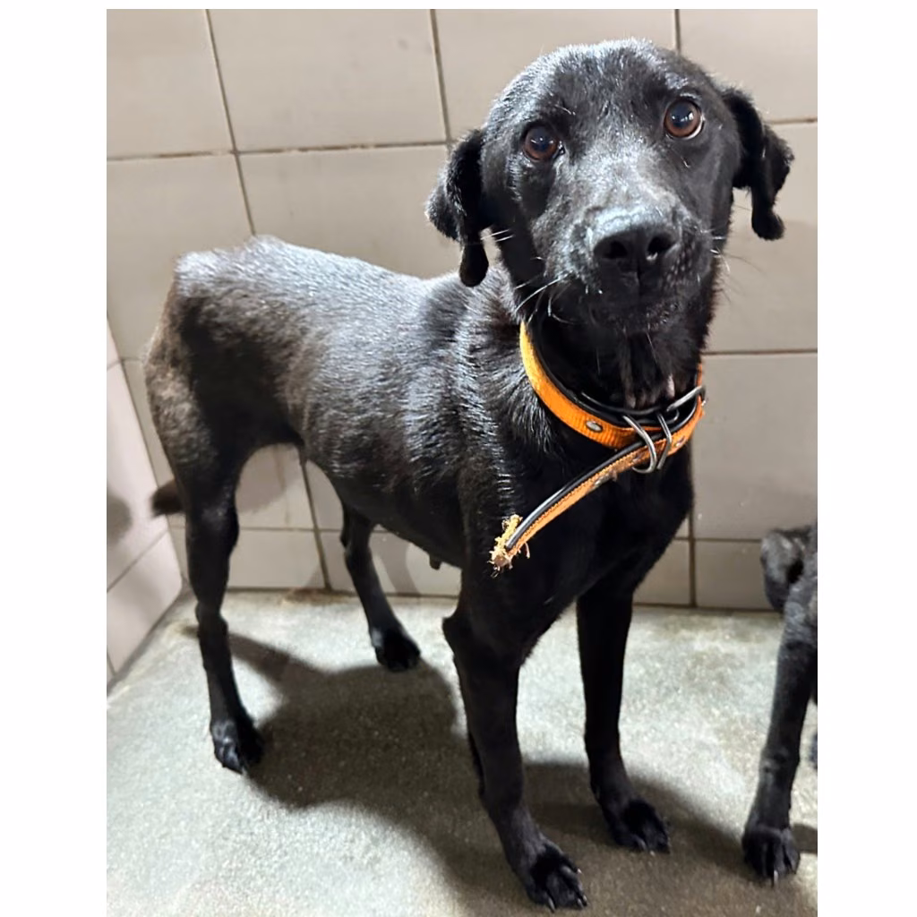The dog, from the shelter's listing