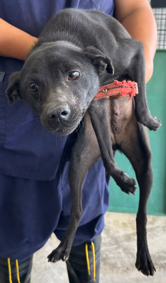 The dog, from the shelter's listing