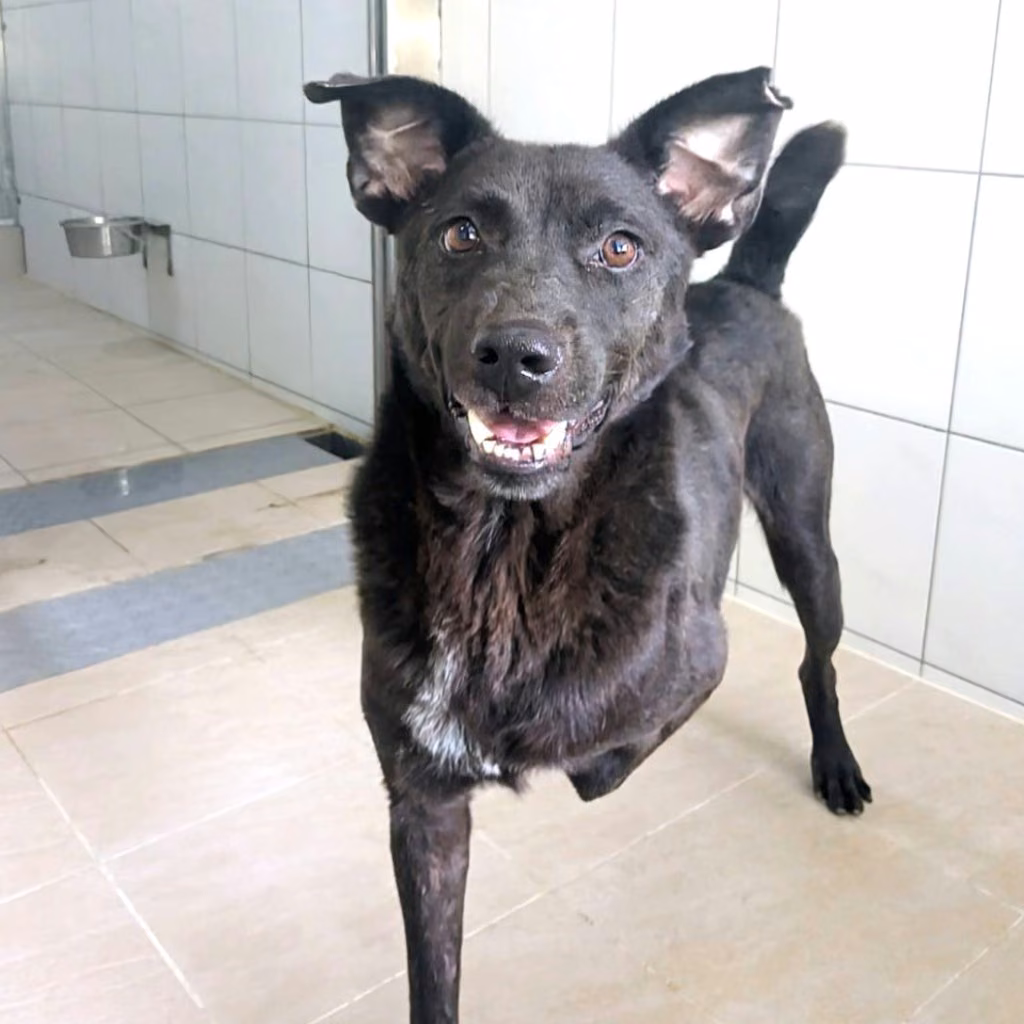 The dog, from the shelter's listing
