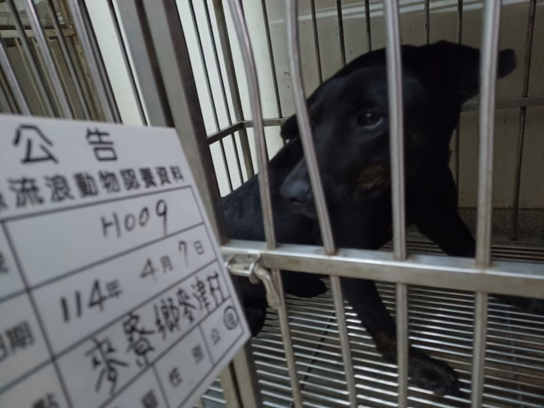 The dog, from the shelter's listing