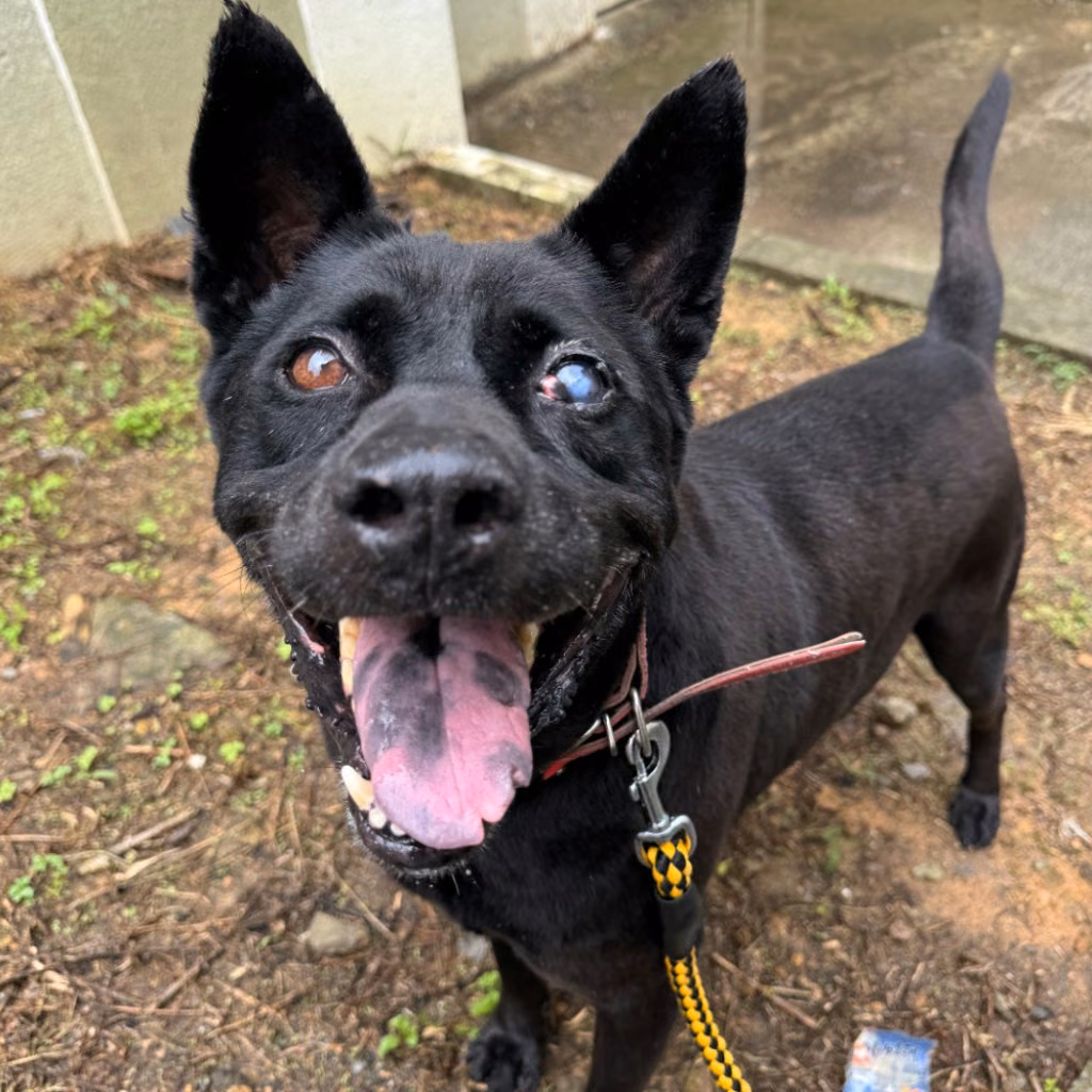 The dog, from the shelter's listing