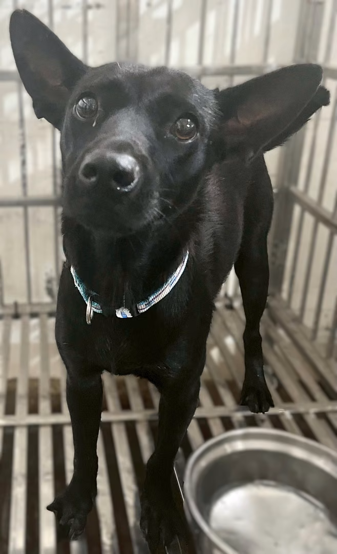 The dog, from the shelter's listing