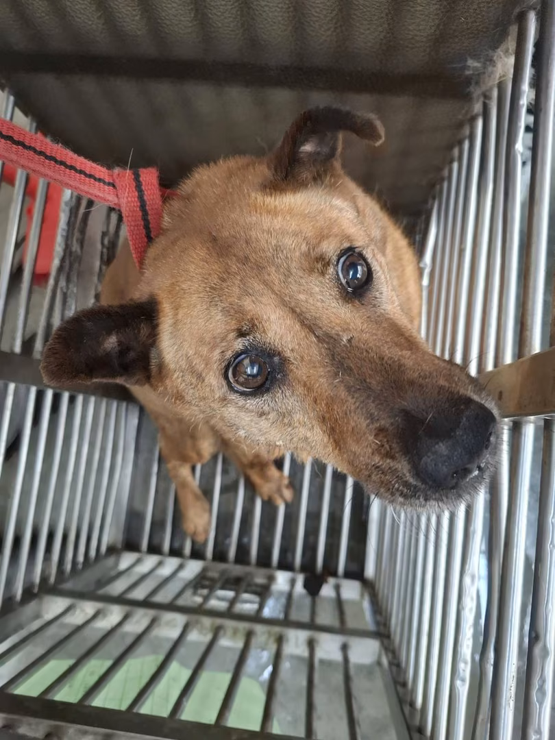The dog, from the shelter's listing