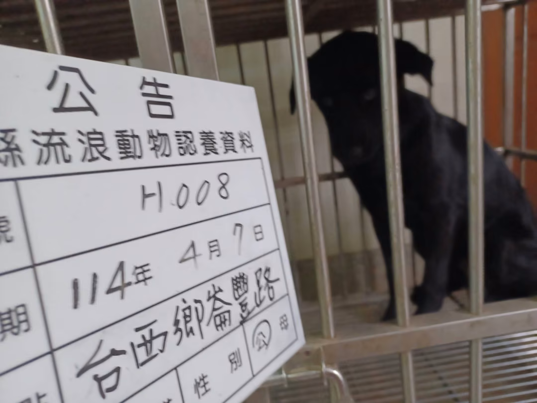 The dog, from the shelter's listing