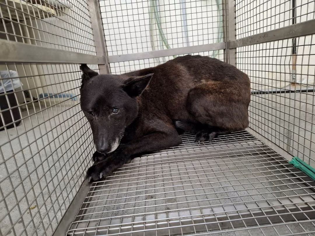 The dog, from the shelter's listing