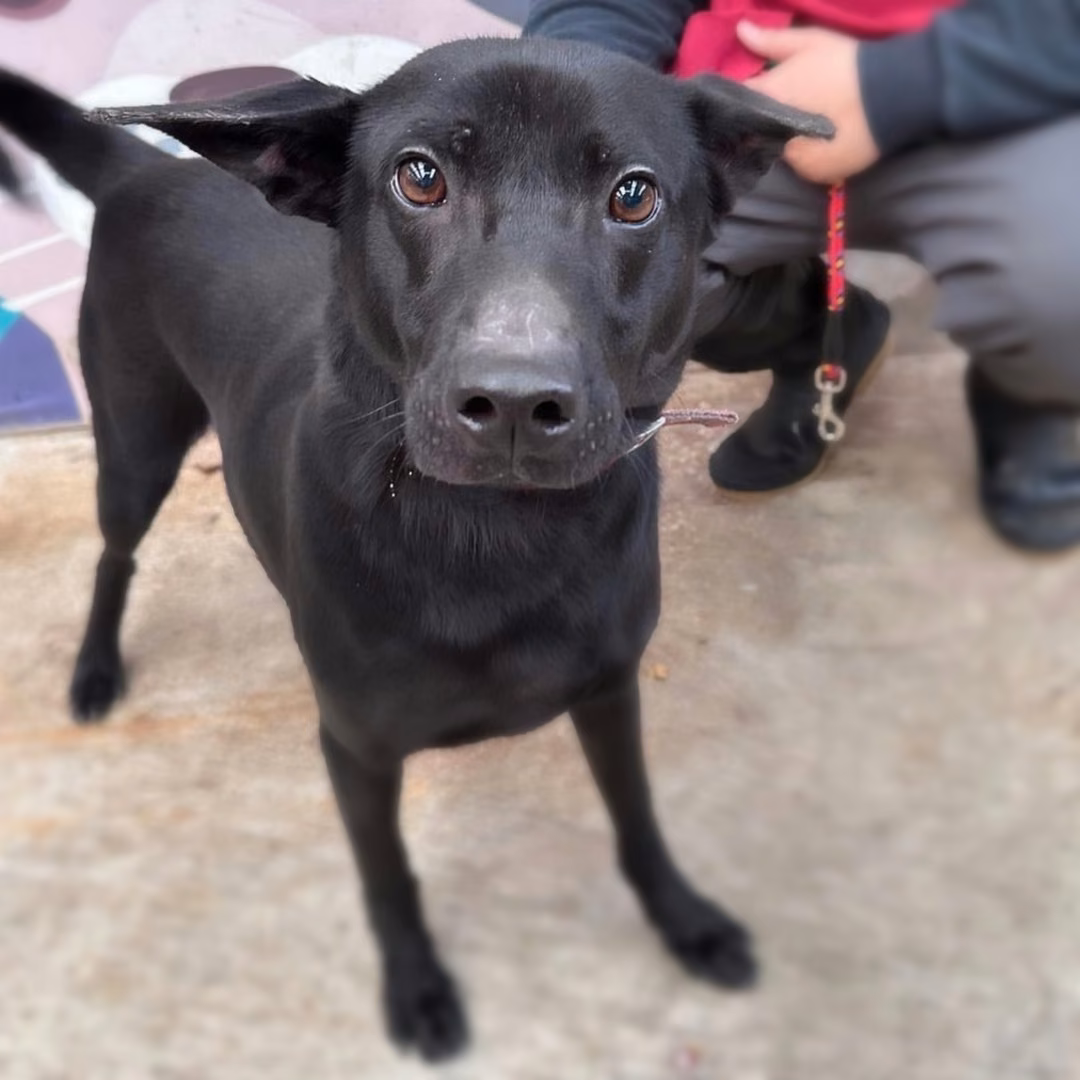 The dog, from the shelter's listing