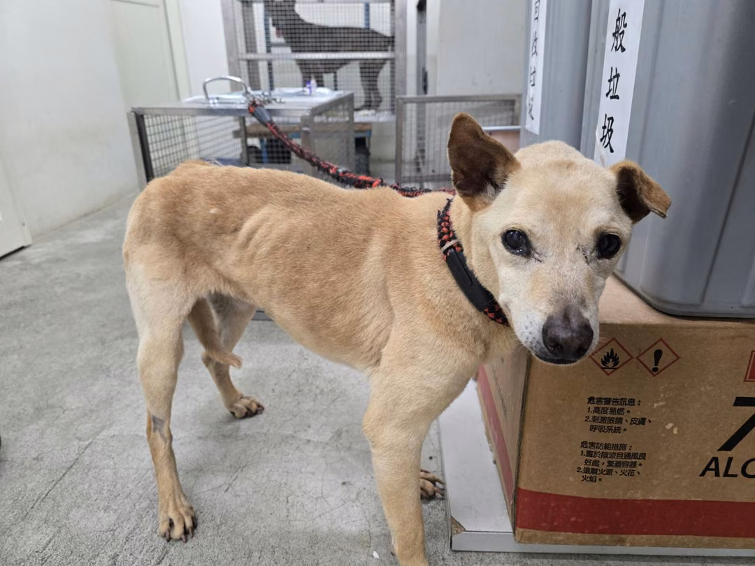 The dog, from the shelter's listing