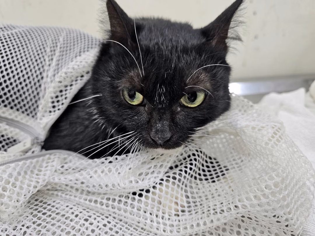 The cat, from the shelter's listing
