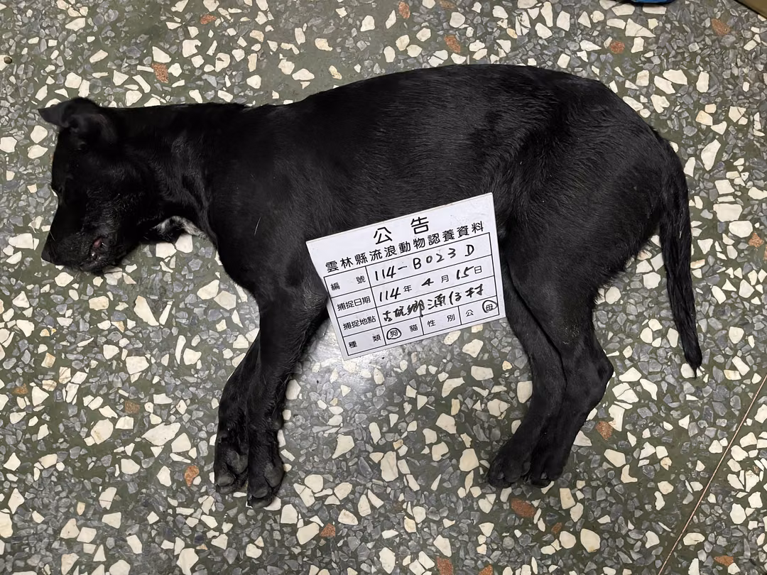 The dog, from the shelter's listing