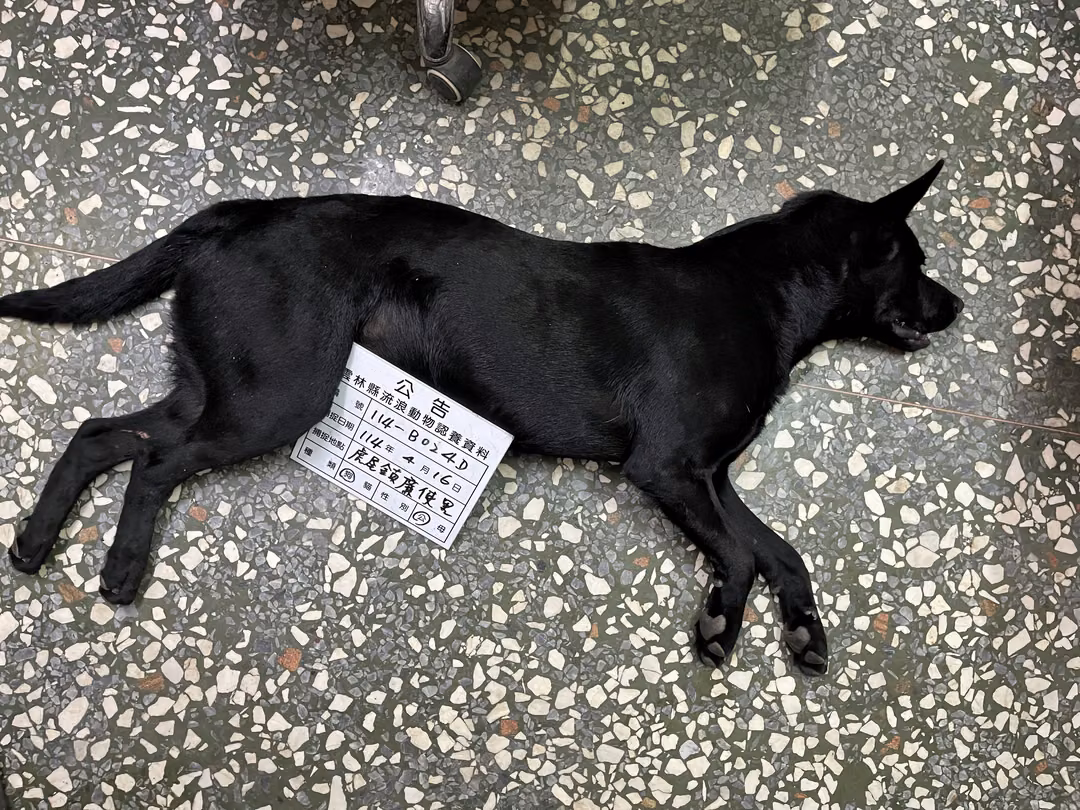 The dog, from the shelter's listing