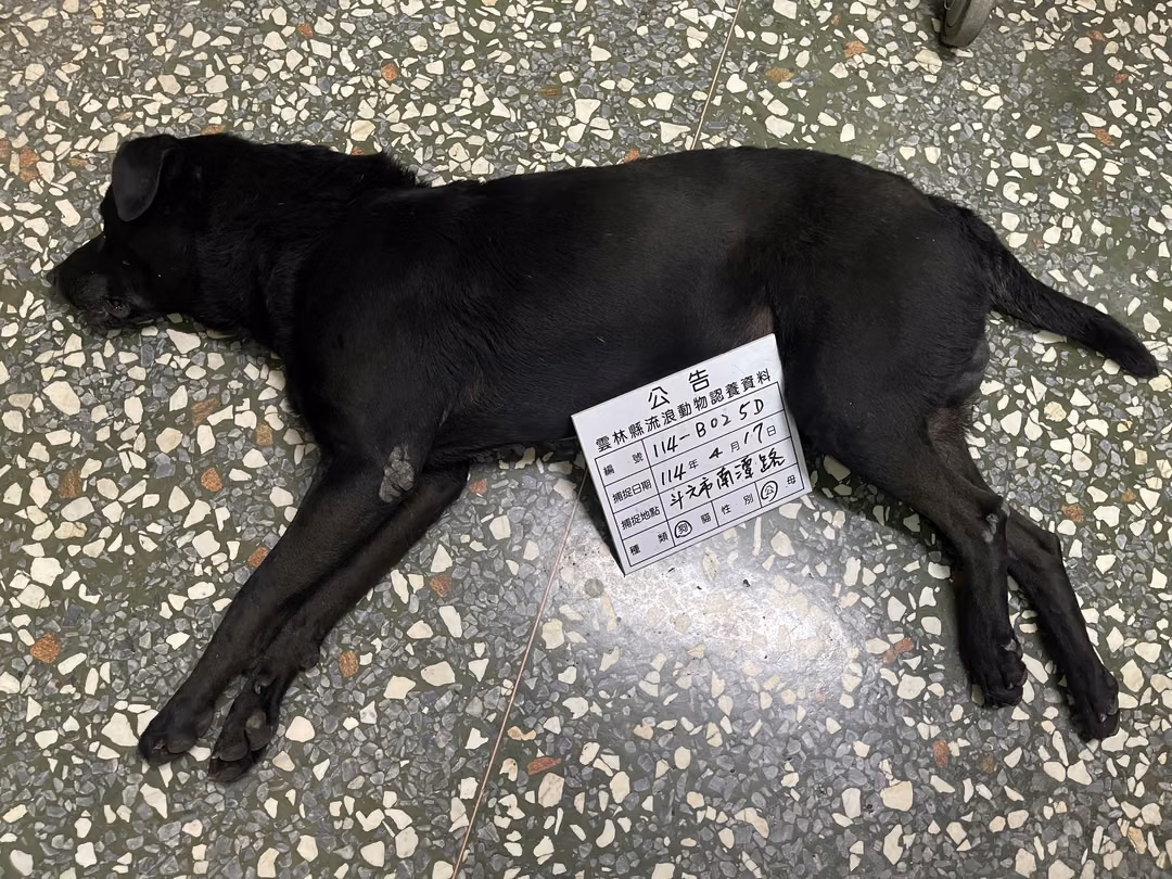 The dog, from the shelter's listing