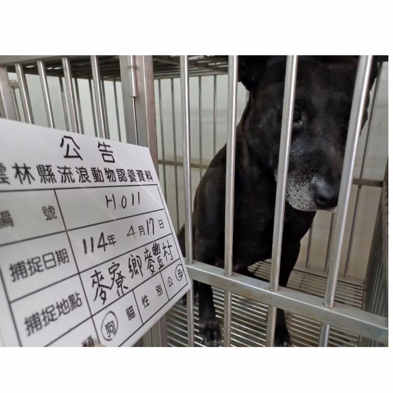 The dog, from the shelter's listing