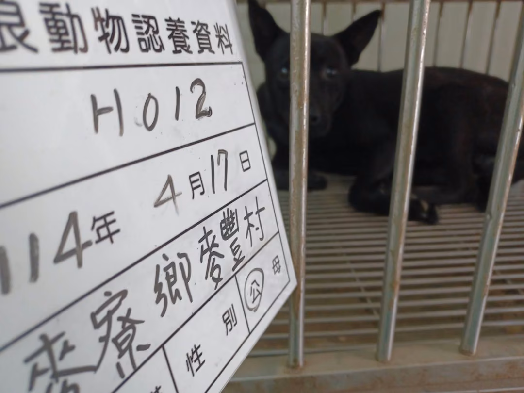 The dog, from the shelter's listing