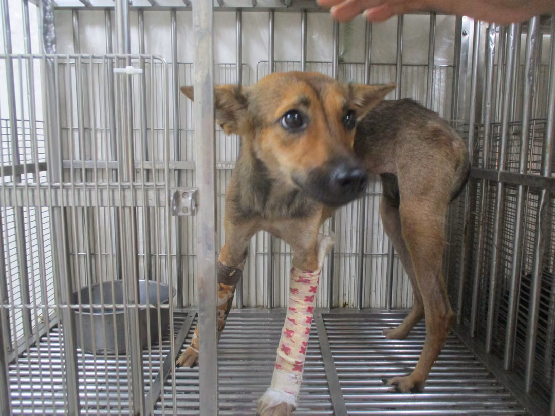 The dog, from the shelter's listing