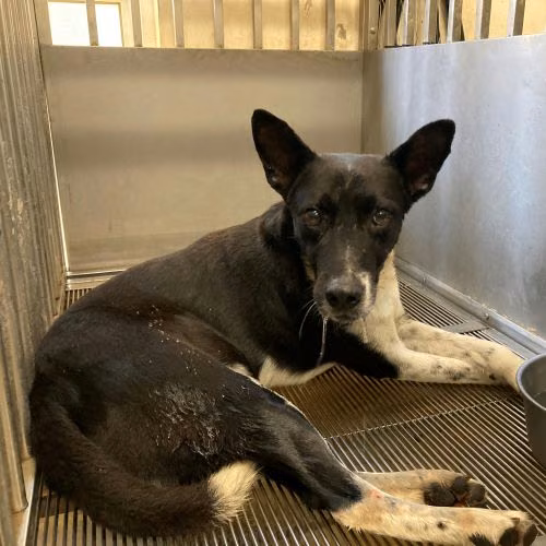 The dog, from the shelter's listing