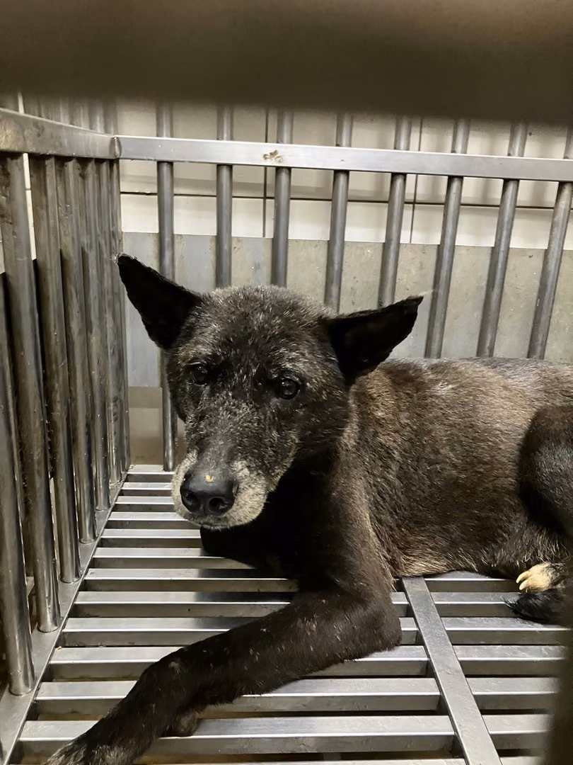 The dog, from the shelter's listing