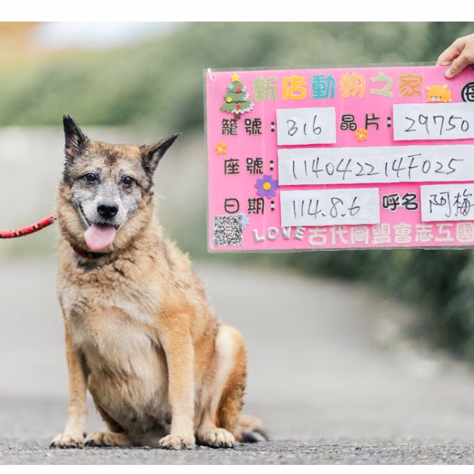The dog, from the shelter's listing