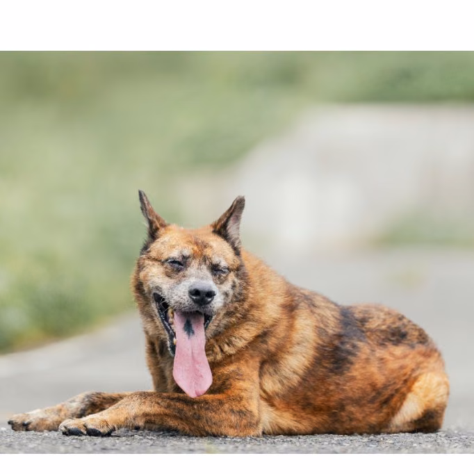 The dog, from the shelter's listing