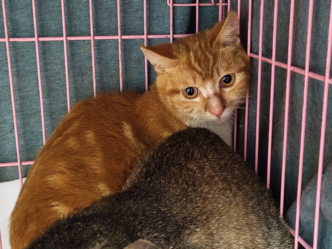 The cat, from the shelter's listing