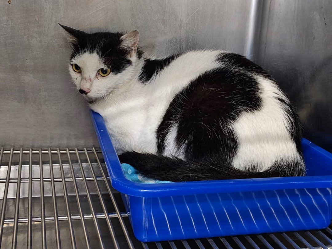 The cat, from the shelter's listing