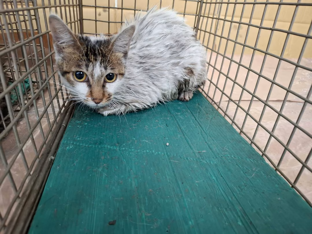 The cat, from the shelter's listing