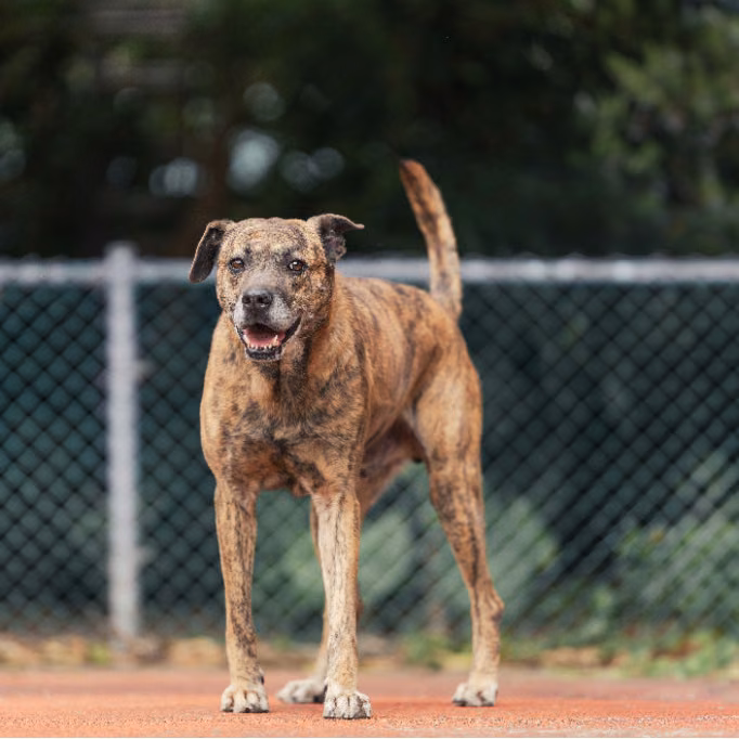 The dog, from the shelter's listing