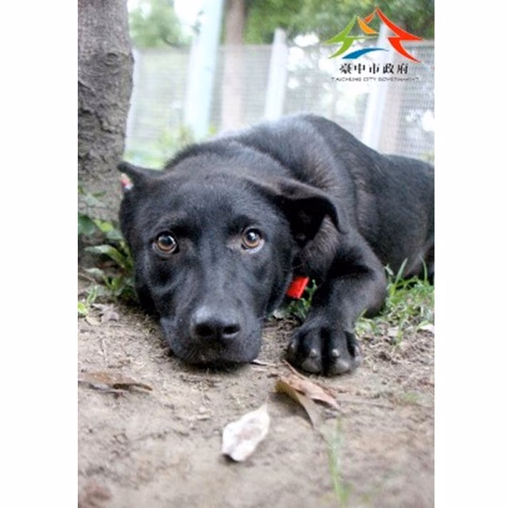 The dog, from the shelter's listing
