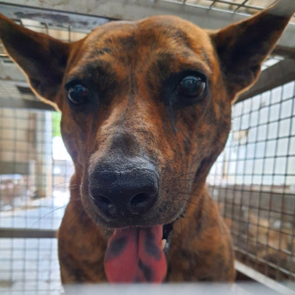 The dog, from the shelter's listing