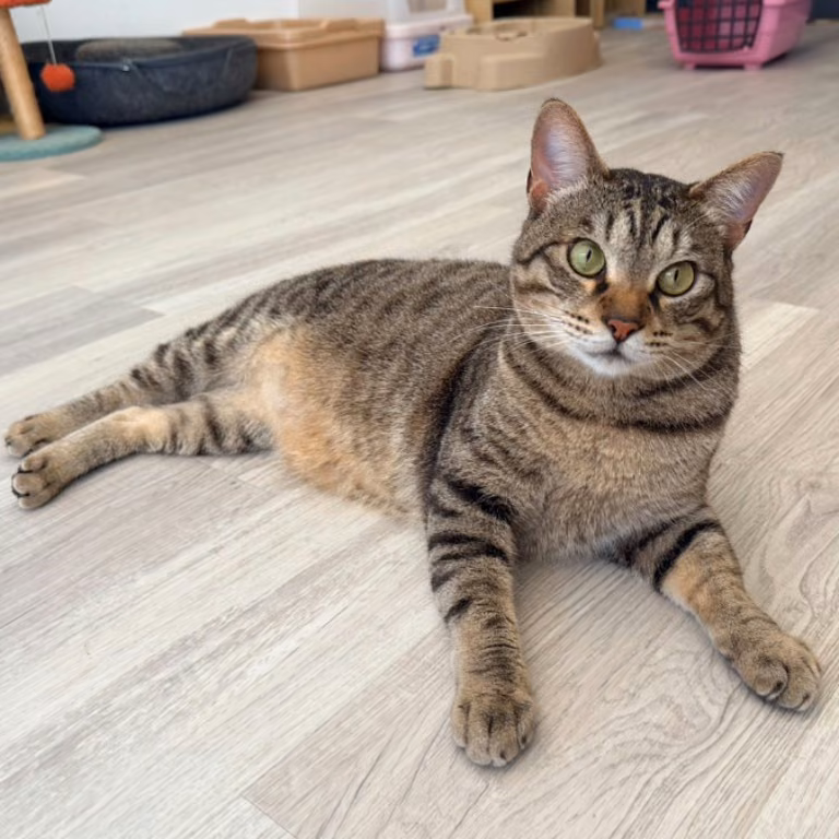 The cat, from the shelter's listing