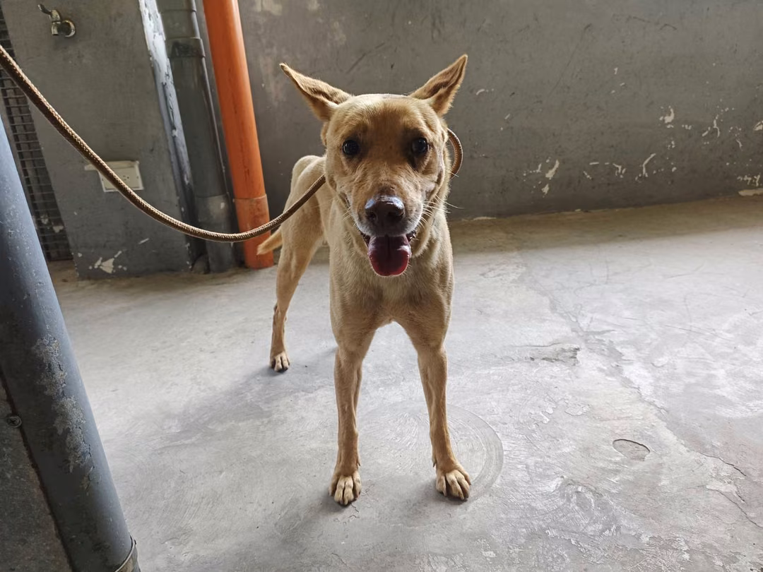 The dog, from the shelter's listing