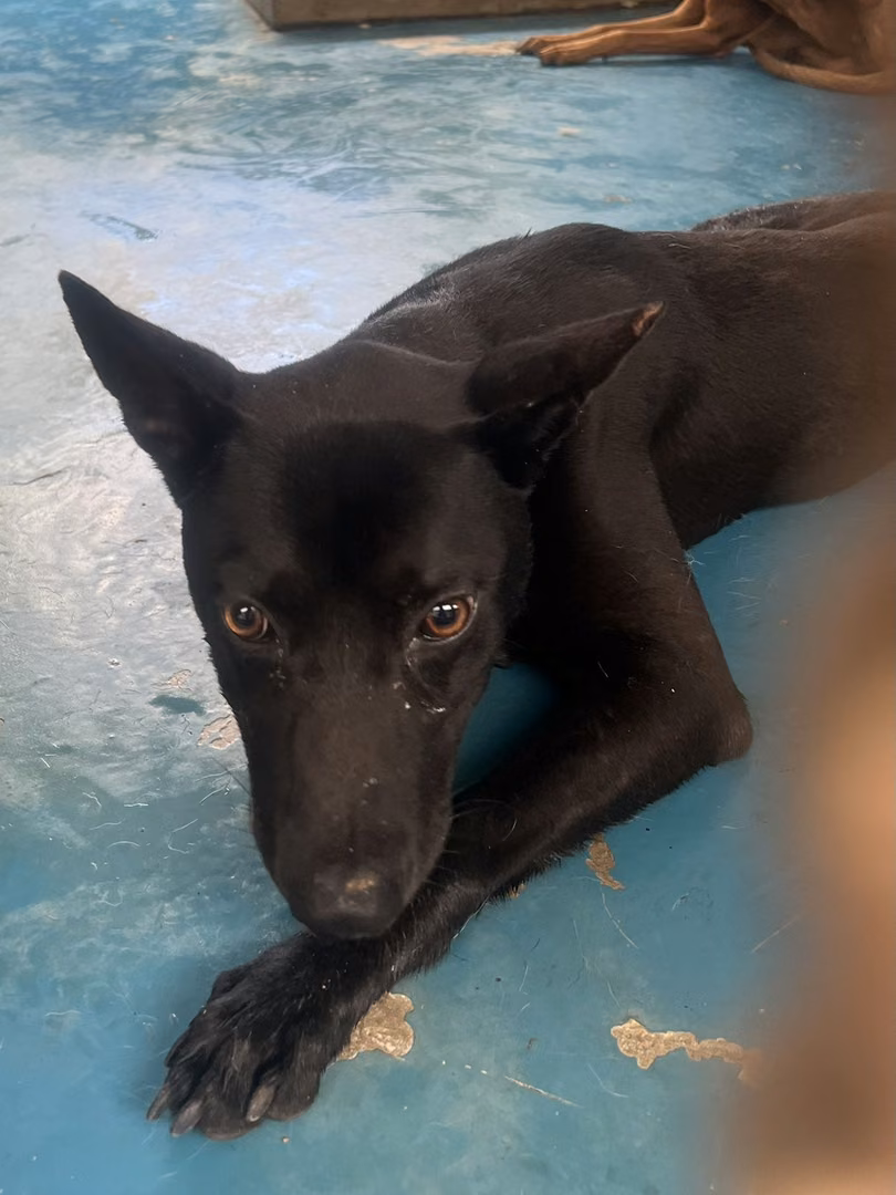 The dog, from the shelter's listing