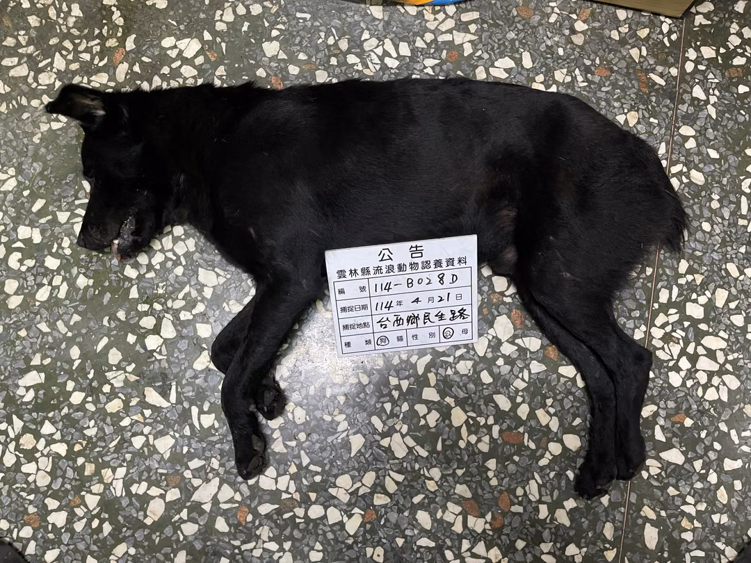 The dog, from the shelter's listing
