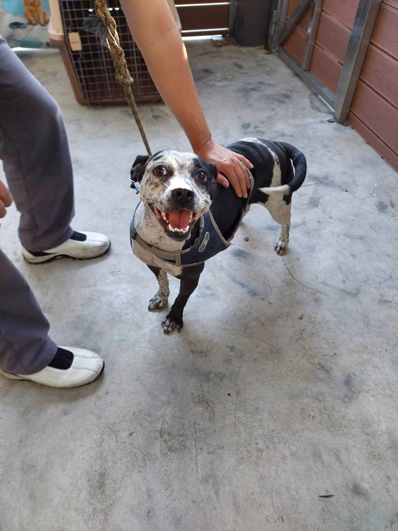 The dog, from the shelter's listing