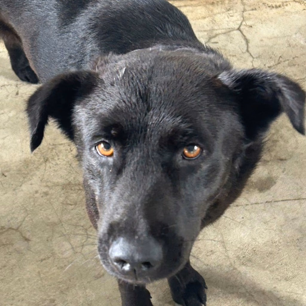 The dog, from the shelter's listing